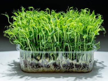 Beyaz masa üzerindeki bezelye tohumları siyah arkaplanda izole edilmiş. Sağlık yardımı olarak mikroyeşiller.