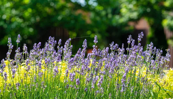 Lavender Plants Blooming Nature Background — Stock Photo, Image