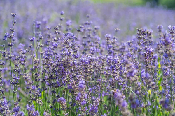 Renkli çiçekli lavanta çalısı. Güzel doğa arkaplanı.
