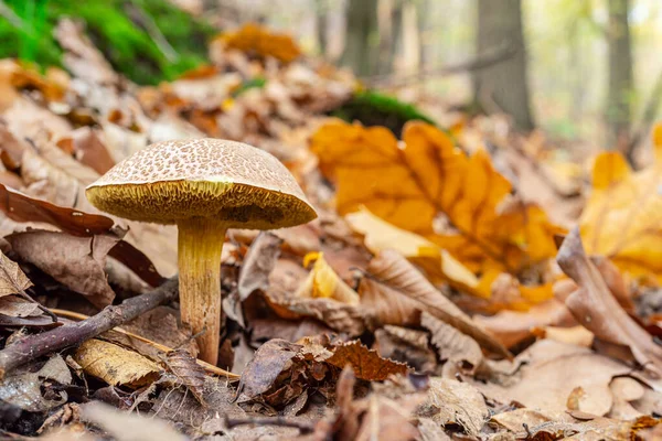 Sonbahar ormanında yabani mantar, yakın plan..