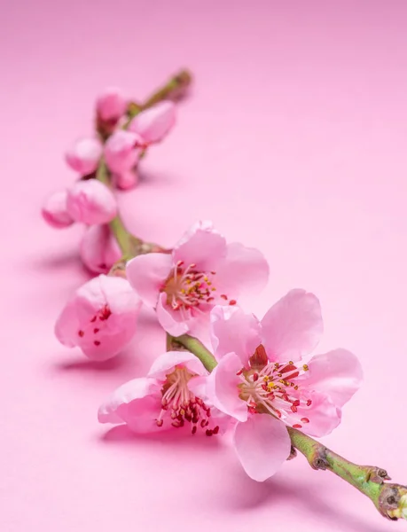 Blooming Peach Branch Pink Background Symbol Life Beginning Awakening Nature — Stock Photo, Image