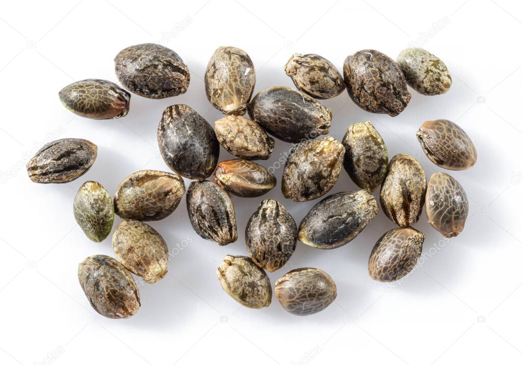 Cannabis seeds isolated on white background. Close up.