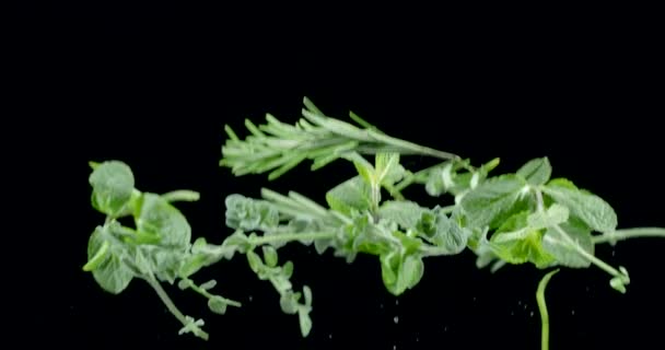 Saláta Illatú Gyógynövények Levelei Szállnak Fel Hullanak Fekete Háttérre Fekete — Stock videók