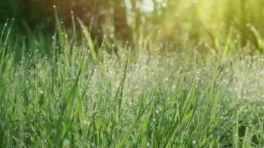 Güneşli bir sabahta yeşil çimenlerin içinde büyük çiy damlalarıyla yavaş hareket ediyorlar. Varlık etkisi. 4K ağır çekim.