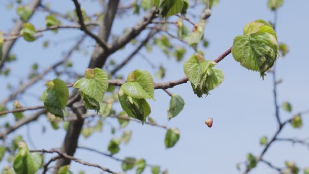 Feche Ramo Primavera Com Folhas Jovens Uma Tília Natureza Fundo — Vídeo de Stock