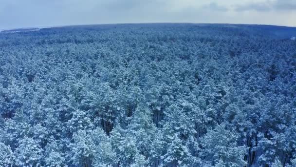 Légi Mozgás Felső Kilátás Egy Gyönyörű Téli Fenyő Erdőben Drónfelvételek — Stock videók