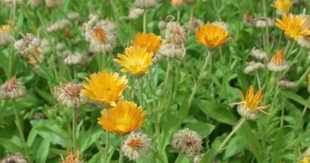夏の日に多くの化粧品オレンジのカレンデュラ マリーゴールド の花のベッド — ストック動画