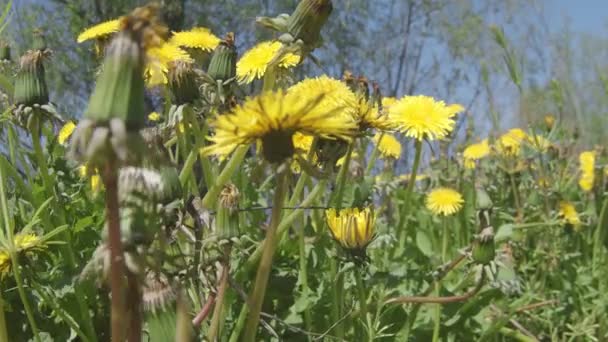 Movimiento Lento Largo Campo Diente León Floreciente Cerca Abejas Otros — Vídeos de Stock