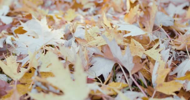 Feuilles Érable Jaune Automne Par Une Journée Ensoleillée Automne Mouvement — Video