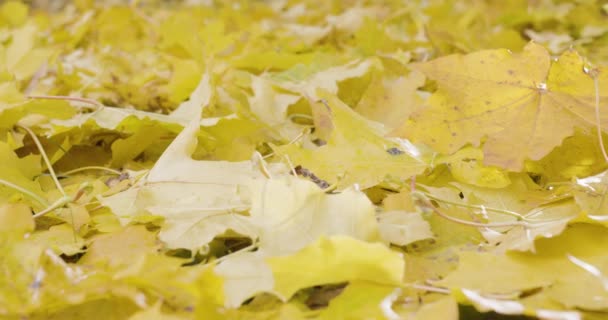 Feuilles Érable Jaune Automne Par Une Journée Ensoleillée Automne Mouvement — Video