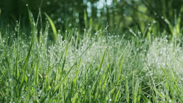 日当たりの良い朝に大きな露が降る緑の春の草の中でゆっくりとした動き 存在効果 4Kスローモーション — ストック動画