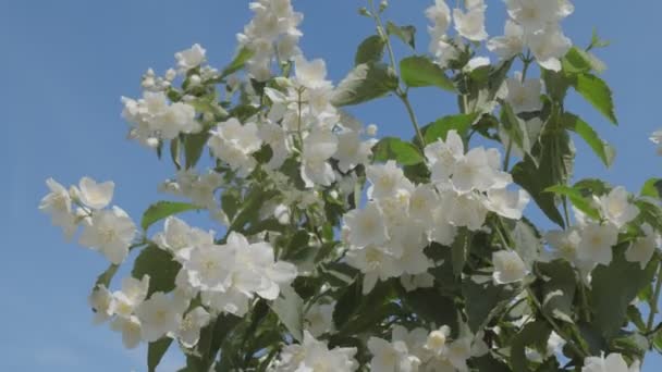 Jasmin Fleurit Sur Buisson Par Une Journée Été Ensoleillée — Video