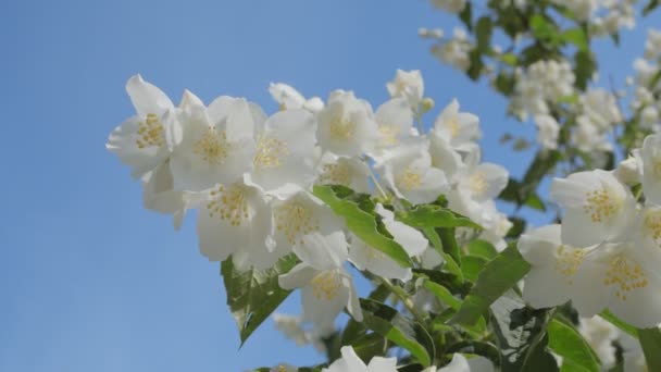 Flores Jazmín Arbusto Día Soleado Verano — Vídeos de Stock