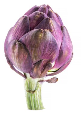Enginar çiçeği, mor yenilebilir tomurcuk beyaz arkaplanda izole edilmiş..