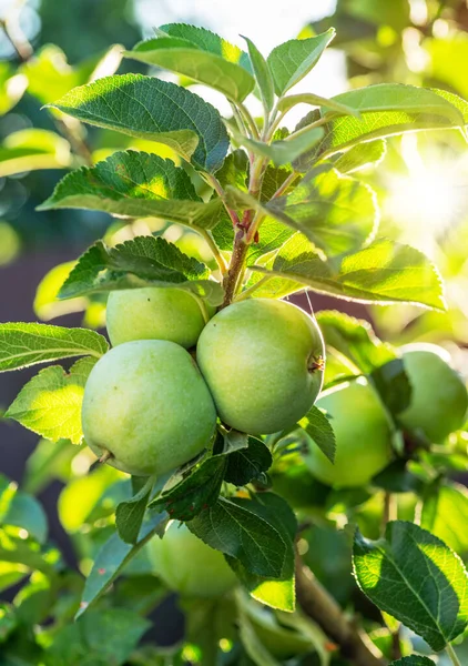 Pommes Jaunes Dorées Mûres Sur Branche Pomme Fruits Biologiques Dans — Photo