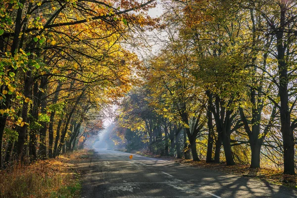 Bellissimo Paesaggio Autunnale Con Gli Aranci Gialli Strada Raggi Del — Foto Stock