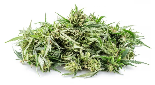 Raceme Tetején Cannabis Növény Elszigetelt Fehér Háttérrel Közelről — Stock Fotó