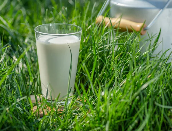 Glas Frische Milch Und Milchkanne Grünen Gras Sonnigen Sommertagen — Stockfoto