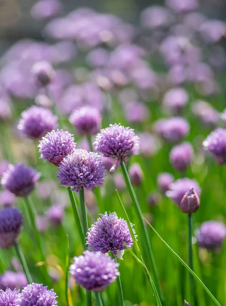 Allium Çiçeği Açan Mor Soğan Bitkisi Doğa Arkaplanı — Stok fotoğraf