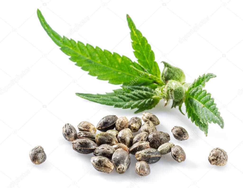 Cannabis plant raceme and seeds isolated on white background. Close up.