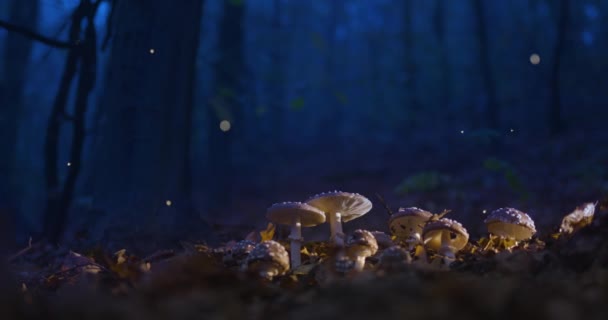 神秘的秋天在黄昏的森林里飞舞 许多萤火虫飞来飞去 都是童话般的背景 — 图库视频影像