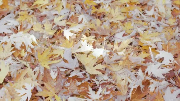 가을에 단풍나무 — 비디오