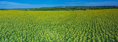 Arka planda ayçiçeği tarlasının panoramik görüntüsü ve mavi gökyüzü.