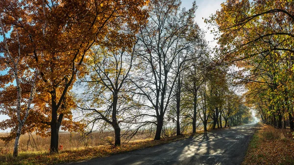 Prachtig Herfstlandschap Met Gele Sinaasappelbomen Weg Zonnestralen Van Ondergaande Zon — Stockfoto