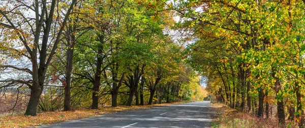 道路は秋の木の枝のアーチの下を通っている 秋の大自然 — ストック写真