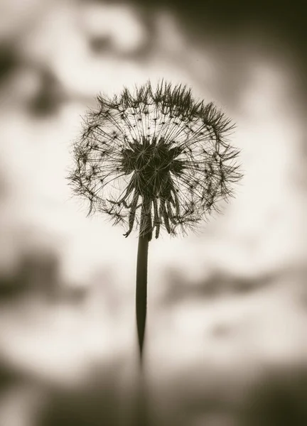 Silhouette Dandelion Flower Blowball Head Covered Seeds Black White Picture — Stock Photo, Image