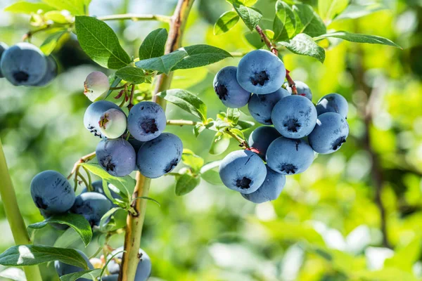 Reife Blaubeeren Heidelbeere Auf Einem Blaubeerstrauch Auf Einem Hintergrund Der — Stockfoto