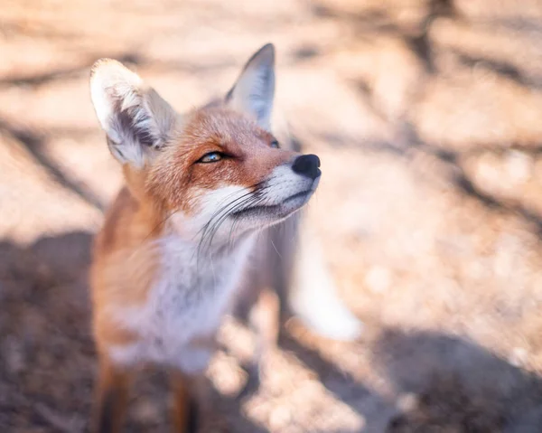 Red Fox Face Close Blurred Autumn Nature Background — Stock Photo, Image