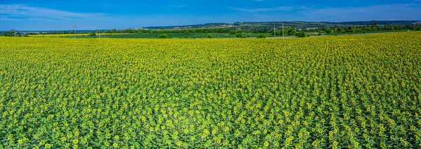 Panoramic View Sunflower Field Blue Sky Background — Stock Photo, Image