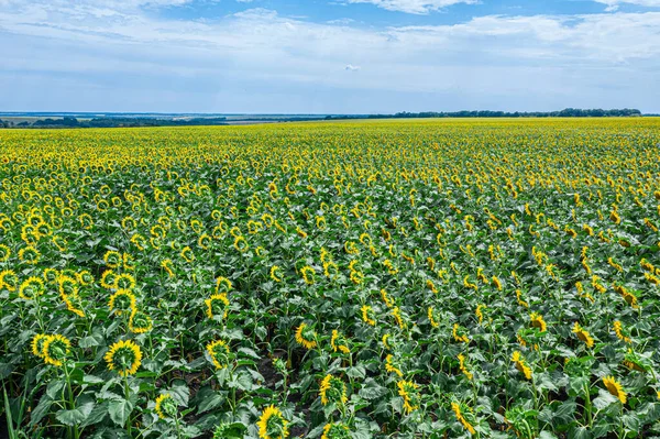 Panorámás Kilátás Napraforgó Mező Kék Háttérben — Stock Fotó