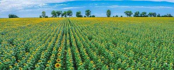 Blick Auf Das Sonnenblumenfeld Und Den Blauen Himmel Hintergrund Sonnenblumenköpfe — Stockfoto