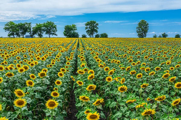 Panoramautsikt Över Solrosfält Och Blå Himmel Bakgrunden Solrosor Förgrunden Närbild — Stockfoto