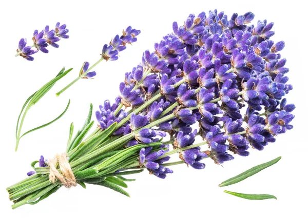 Stelletje Lavandula Lavendel Bloemen Geïsoleerd Witte Achtergrond — Stockfoto