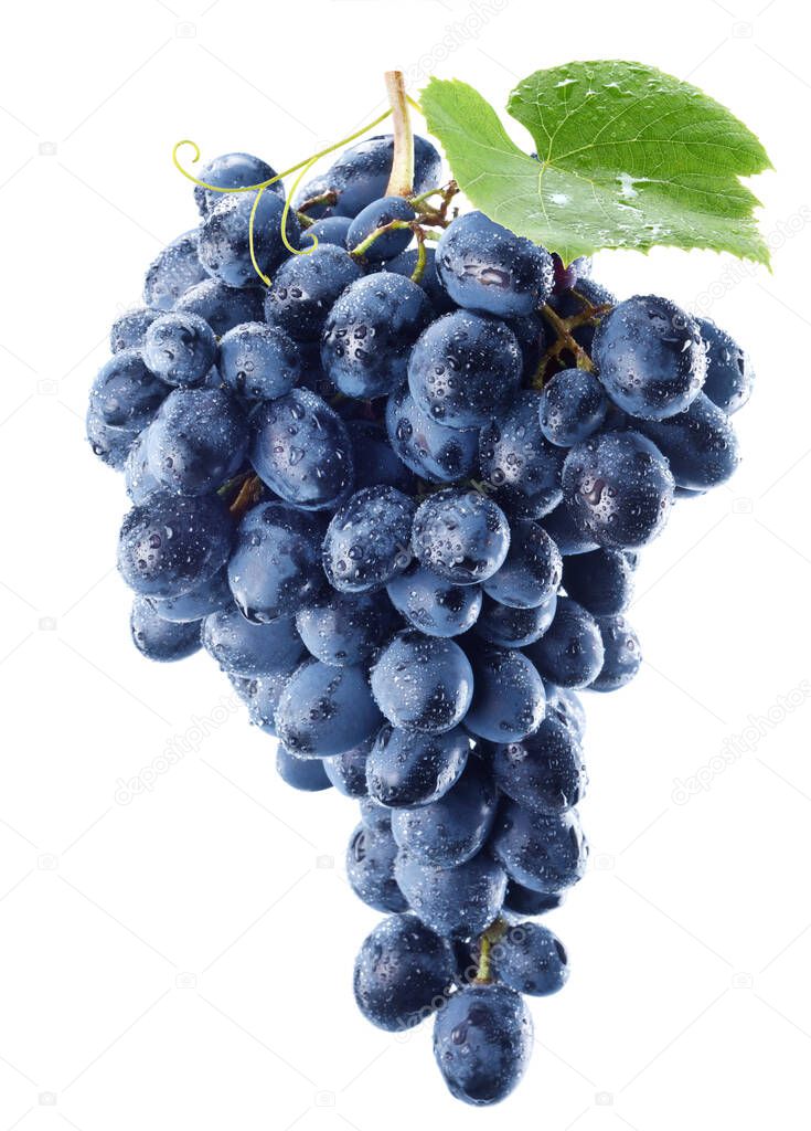 Bunch of blue grapes in water drops with a grape leaf isolated on a white background.