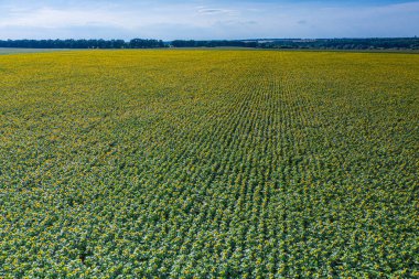 Ayçiçeği tarlasının panoramik görüntüsü. Ayçiçeği kafalarının üst görüntüsü. Fotoğraf insansız hava aracı tarafından çekilmiştir..