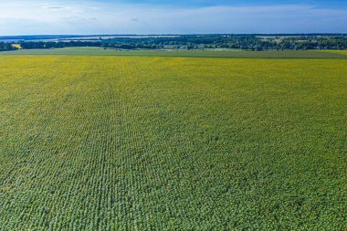 Ayçiçeği tarlasının panoramik görüntüsü. Ayçiçeği kafalarının üst görüntüsü. Fotoğraf insansız hava aracı tarafından çekilmiştir..
