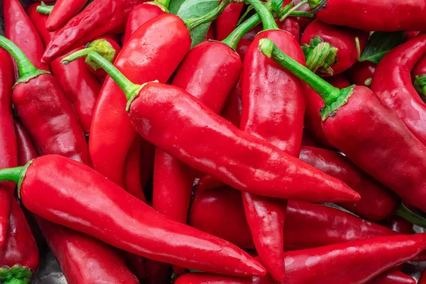 Hodně Čerstvých Červených Chilli Papriček Pozadí Potravin — Stock fotografie