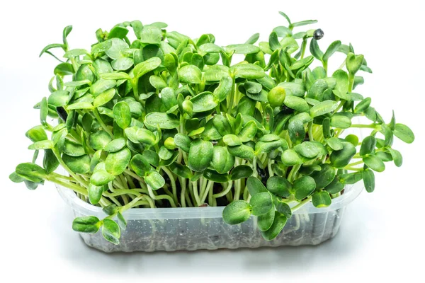 Sementes Germinadas Girassol Isolado Fundo Branco Microgreens Como Benefício Para — Fotografia de Stock