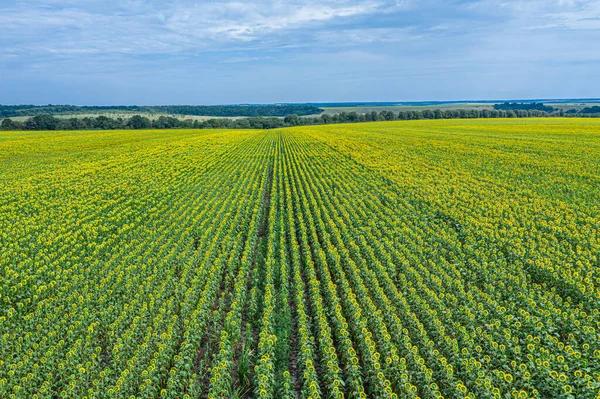 Vista Panorâmica Campo Girassol Céu Azul Fundo — Fotografia de Stock