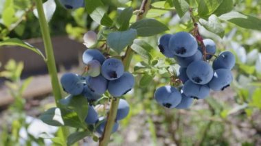 Güneşli bir yaz gününde yaban mersini çalılığında yabanmersini.