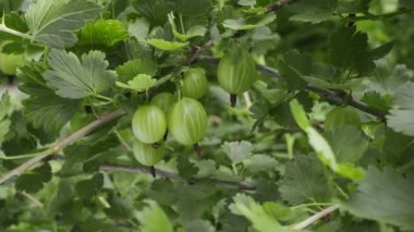 Böğürtlen dalında olgun yeşil bektaşi üzümü doğanın arka planında, makro çekim.