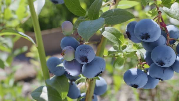 夏日阳光灿烂的蓝莓灌木上的蓝莓 — 图库视频影像