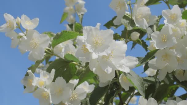 Jasmin Fleurit Sur Buisson Par Une Journée Été Ensoleillée — Video