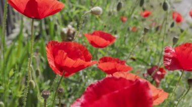 Haşhaş tarlasında kırmızı gelincik çiçekleri. Makro çekim.