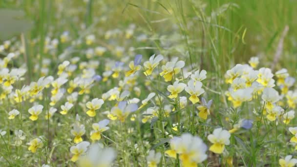 Caméra Suit Lentement Long Pansy Fleurs Dans Forêt Printemps — Video