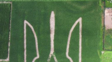 Ukrayna 'nın dev sembolü mısır tarlasında filizlenen mısırların oluşturduğu bir mızraktır. Yukarıdan bak. 05.08.2021, Ukrayna, Velyka Oleksandrivka köyü.